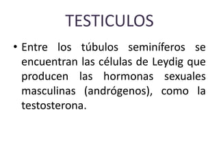 TESTICULOS
• Entre los túbulos seminíferos se
encuentran las células de Leydig que
producen las hormonas sexuales
masculinas (andrógenos), como la
testosterona.
 