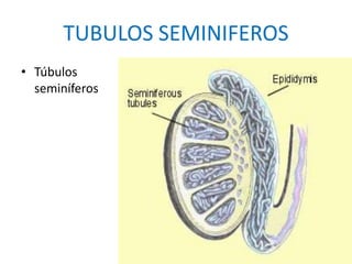 TUBULOS SEMINIFEROS
• Túbulos
seminíferos
 