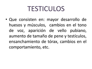TESTICULOS
• Que consisten en: mayor desarrollo de
huesos y músculos, cambios en el tono
de voz, aparición de vello pubiano,
aumento de tamaño de pene y testículos,
ensanchamiento de tórax, cambios en el
comportamiento, etc.
 