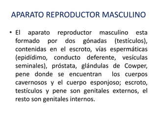 APARATO REPRODUCTOR MASCULINO
• El aparato reproductor masculino esta
formado por dos gónadas (testículos),
contenidas en el escroto, vías espermáticas
(epidídimo, conducto deferente, vesículas
seminales), próstata, glándulas de Cowper,
pene donde se encuentran los cuerpos
cavernosos y el cuerpo esponjoso; escroto,
testículos y pene son genitales externos, el
resto son genitales internos.
 