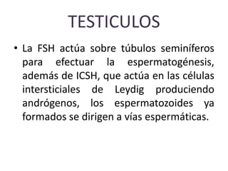 TESTICULOS
• La FSH actúa sobre túbulos seminíferos
para efectuar la espermatogénesis,
además de ICSH, que actúa en las células
intersticiales de Leydig produciendo
andrógenos, los espermatozoides ya
formados se dirigen a vías espermáticas.
 
