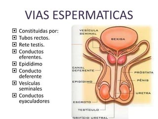 VIAS ESPERMATICAS
 Constituidas por:
 Tubos rectos.
 Rete testis.
 Conductos
eferentes.
 Epidídimo
 Conducto
deferente
 Vesículas
seminales
 Conductos
eyaculadores
 