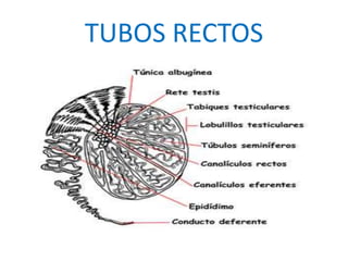 TUBOS RECTOS
 