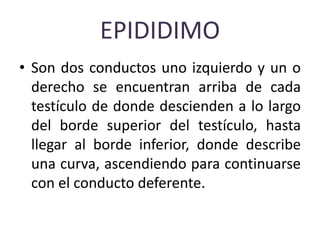 EPIDIDIMO
• Son dos conductos uno izquierdo y un o
derecho se encuentran arriba de cada
testículo de donde descienden a lo largo
del borde superior del testículo, hasta
llegar al borde inferior, donde describe
una curva, ascendiendo para continuarse
con el conducto deferente.
 
