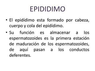 EPIDIDIMO
• El epidídimo esta formado por cabeza,
cuerpo y cola del epidídimo.
• Su función es almacenar a los
espermatozoides es la primera estación
de maduración de los espermatozoides,
de aquí pasan a los conductos
deferentes.
 