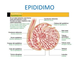 EPIDIDIMO
 