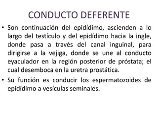 CONDUCTO DEFERENTE
• Son continuación del epidídimo, ascienden a lo
largo del testículo y del epidídimo hacia la ingle,
donde pasa a través del canal inguinal, para
dirigirse a la vejiga, donde se une al conducto
eyaculador en la región posterior de próstata; el
cual desemboca en la uretra prostática.
• Su función es conducir los espermatozoides de
epidídimo a vesículas seminales.
 