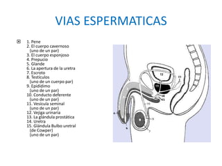 VIAS ESPERMATICAS
 1. Pene
2. El cuerpo cavernoso
(uno de un par)
3. El cuerpo esponjoso
4. Prepucio
5. Glande
6. La apertura de la uretra
7. Escroto
8. Testículos
(uno de un cuerpo par)
9. Epidídimo
(uno de un par)
10. Conducto deferente
(uno de un par)
11. Vesícula seminal
(uno de un par)
12. Vejiga urinaria
13. La glándula prostática
14. Uretra
15. Glándula Bulbo uretral
(de Cowper)
(uno de un par)
 