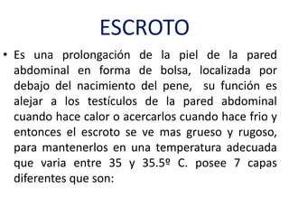 ESCROTO
• Es una prolongación de la piel de la pared
abdominal en forma de bolsa, localizada por
debajo del nacimiento del pene, su función es
alejar a los testículos de la pared abdominal
cuando hace calor o acercarlos cuando hace frio y
entonces el escroto se ve mas grueso y rugoso,
para mantenerlos en una temperatura adecuada
que varia entre 35 y 35.5º C. posee 7 capas
diferentes que son:
 