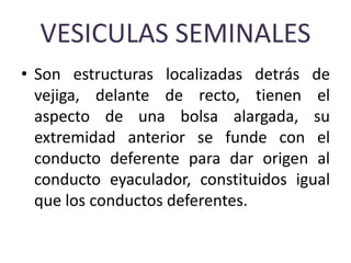VESICULAS SEMINALES
• Son estructuras localizadas detrás de
vejiga, delante de recto, tienen el
aspecto de una bolsa alargada, su
extremidad anterior se funde con el
conducto deferente para dar origen al
conducto eyaculador, constituidos igual
que los conductos deferentes.
 