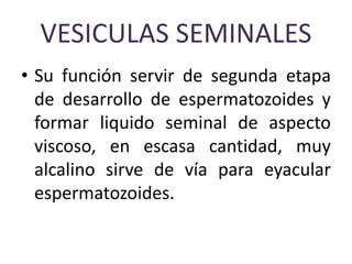 VESICULAS SEMINALES
• Su función servir de segunda etapa
de desarrollo de espermatozoides y
formar liquido seminal de aspecto
viscoso, en escasa cantidad, muy
alcalino sirve de vía para eyacular
espermatozoides.
 