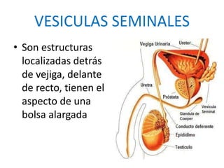 VESICULAS SEMINALES
• Son estructuras
localizadas detrás
de vejiga, delante
de recto, tienen el
aspecto de una
bolsa alargada
 