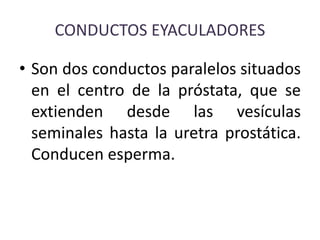 CONDUCTOS EYACULADORES
• Son dos conductos paralelos situados
en el centro de la próstata, que se
extienden desde las vesículas
seminales hasta la uretra prostática.
Conducen esperma.
 