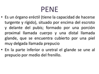 PENE
• Es un órgano eréctil (tiene la capacidad de hacerse
turgente y rígido), situado por encima del escroto
y delante del pubis; formado por una porción
proximal llamada cuerpo y una distal llamada
glande, que se encuentra cubierto por una piel
muy delgada llamada prepucio
• En la parte inferior o uretral el glande se une al
prepucio por medio del frenillo.
 