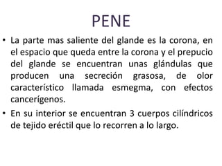 PENE
• La parte mas saliente del glande es la corona, en
el espacio que queda entre la corona y el prepucio
del glande se encuentran unas glándulas que
producen una secreción grasosa, de olor
característico llamada esmegma, con efectos
cancerígenos.
• En su interior se encuentran 3 cuerpos cilíndricos
de tejido eréctil que lo recorren a lo largo.
 