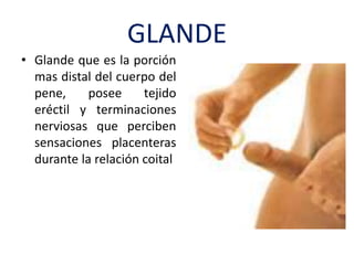 GLANDE
• Glande que es la porción
mas distal del cuerpo del
pene, posee tejido
eréctil y terminaciones
nerviosas que perciben
sensaciones placenteras
durante la relación coital
 