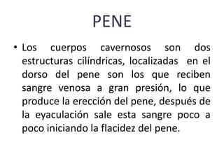 PENE
• Los cuerpos cavernosos son dos
estructuras cilíndricas, localizadas en el
dorso del pene son los que reciben
sangre venosa a gran presión, lo que
produce la erección del pene, después de
la eyaculación sale esta sangre poco a
poco iniciando la flacidez del pene.
 
