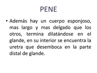 PENE
• Además hay un cuerpo esponjoso,
mas largo y mas delgado que los
otros, termina dilatándose en el
glande, en su interior se encuentra la
uretra que desemboca en la parte
distal de glande.
 