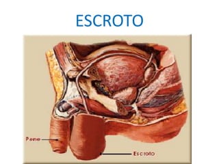 ESCROTO
 