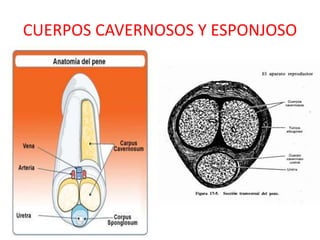 CUERPOS CAVERNOSOS Y ESPONJOSO
 