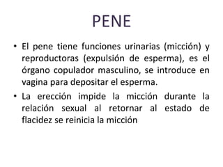 PENE
• El pene tiene funciones urinarias (micción) y
reproductoras (expulsión de esperma), es el
órgano copulador masculino, se introduce en
vagina para depositar el esperma.
• La erección impide la micción durante la
relación sexual al retornar al estado de
flacidez se reinicia la micción
 