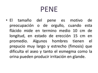 PENE
• El tamaño del pene es motivo de
preocupación o de orgullo, cuando esta
flácido mide en termino medio 10 cm de
longitud, en estado de erección 15 cm en
promedio. Algunos hombres tienen el
prepucio muy largo y estrecho (fimosis) que
dificulta el aseo y tanto el esmegma como la
orina pueden producir irritación en glande.
 