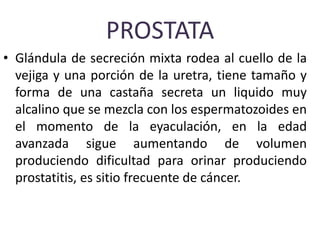PROSTATA
• Glándula de secreción mixta rodea al cuello de la
vejiga y una porción de la uretra, tiene tamaño y
forma de una castaña secreta un liquido muy
alcalino que se mezcla con los espermatozoides en
el momento de la eyaculación, en la edad
avanzada sigue aumentando de volumen
produciendo dificultad para orinar produciendo
prostatitis, es sitio frecuente de cáncer.
 