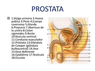 PROSTATA
 1.Vejiga urinaria 2.Hueso
púbico 3.Pene 4.Cuerpo
cavernoso 5.Glande
6.Prepucio 7.Abertura de
la uretra 8.Colon
sigmoides 9.Recto
10.Vesícula seminal
11.Conducto eyaculador
12.Próstata 13.Glándula
de Cowper (glándula
bulbouretral) 14.Ano
15.Vaso deferente
16.Epidídimo 17.Testículo
18.Escroto
 