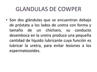 GLANDULAS DE COWPER
• Son dos glándulas que se encuentran debajo
de próstata a los lados de uretra con forma y
tamaño de un chícharo, su conducto
desemboca en la uretra produce una pequeña
cantidad de liquido lubricante cuya función es
lubricar la uretra, para evitar lesiones a los
espermatozoides.
 