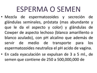 ESPERMA O SEMEN
• Mezcla de espermatozoides y secreción de
glándulas seminales, próstata (mas abundante y
que le da el aspecto y color) y glándulas de
Cowper de aspecto lechoso (blanco amarillento o
blanco azulado), con pH alcalino que además de
servir de medio de transporte para los
espermatozoides neutraliza el pH acido de vagina.
• En cada eyaculación se expulsan de 3 a 5 ml., de
semen que contiene de 250 a 500,000,000 de
 