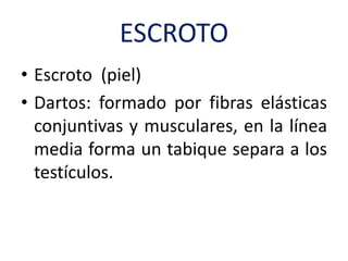 ESCROTO
• Escroto (piel)
• Dartos: formado por fibras elásticas
conjuntivas y musculares, en la línea
media forma un tabique separa a los
testículos.
 