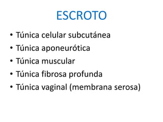 ESCROTO
• Túnica celular subcutánea
• Túnica aponeurótica
• Túnica muscular
• Túnica fibrosa profunda
• Túnica vaginal (membrana serosa)
 