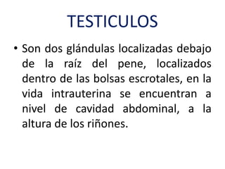 TESTICULOS
• Son dos glándulas localizadas debajo
de la raíz del pene, localizados
dentro de las bolsas escrotales, en la
vida intrauterina se encuentran a
nivel de cavidad abdominal, a la
altura de los riñones.
 