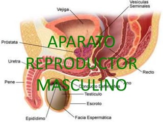 APARATO
REPRODUCTOR
MASCULINO
 