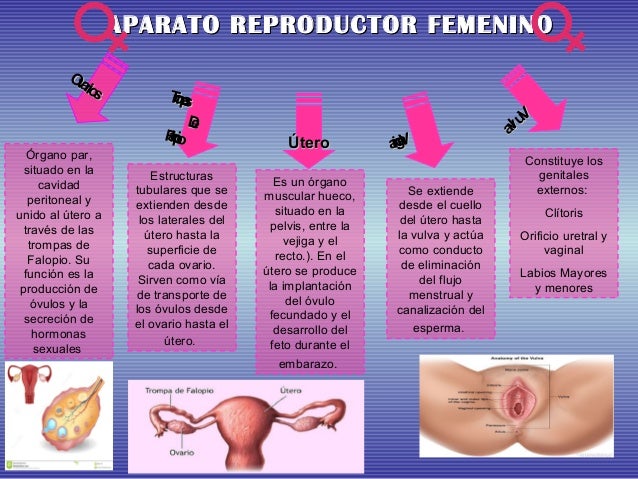 Lamina De Aparato Reproductor Femenino Y Masculino F52