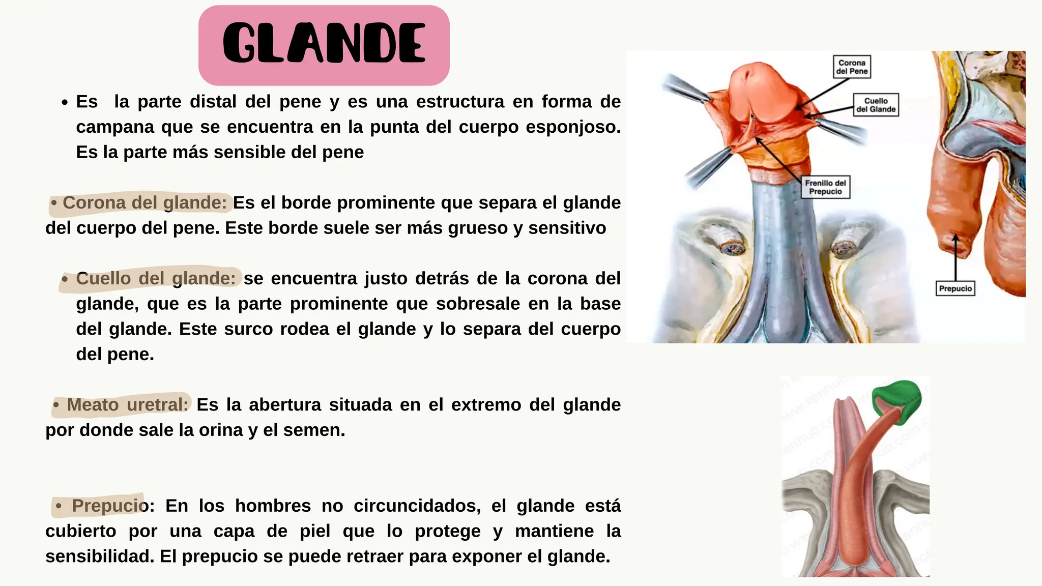 Aparato Masculino Completo Con Irrigacion Inervacion Etc PDF Aparato Masculino Completo Con Irrigacion Inervacion Etc PDF
