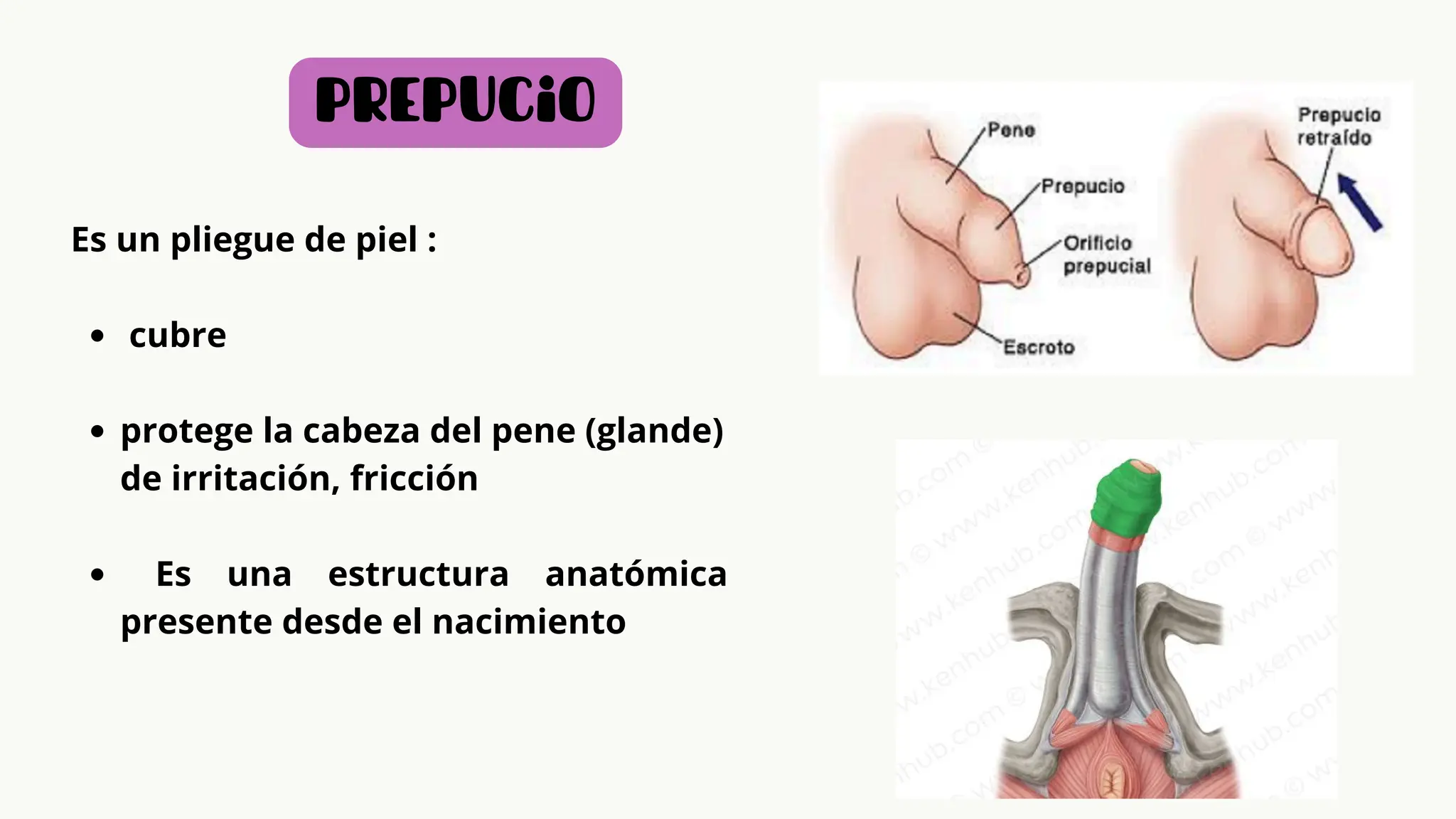 aparato masculino, completo, con irrigacion, inervacion etc | PDF