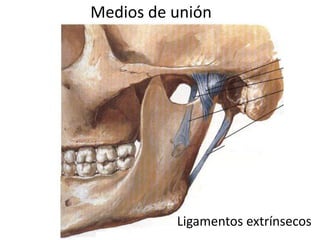 Medios de unión
Ligamentos extrínsecos
 
