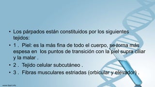 • Los párpados están constituidos por los siguientes
tejidos:
• 1 . Piel: es la más fina de todo el cuerpo, se torna más
espesa en los puntos de transición con la piel supra ciliar
y la malar .
• 2 . Tejido celular subcutáneo .
• 3 . Fibras musculares estriadas (orbicular y elevador) .
 