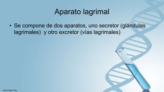 Aparato lagrimal
• Se compone de dos aparatos, uno secretor (glándulas
lagrimales) y otro excretor (vías lagrimales)
 