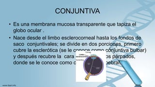 CONJUNTIVA
• Es una membrana mucosa transparente que tapiza el
globo ocular .
• Nace desde el limbo esclerocorneal hasta los fondos de
saco conjuntivales; se divide en dos porciones, primero
cubre la esclerótica (se le conoce como conjuntiva bulbar)
y después recubre la cara posterior de los párpados,
donde se le conoce como conjuntiva palpebral.
 