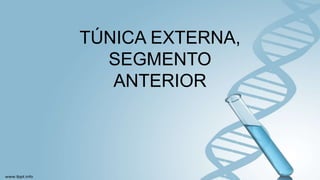 TÚNICA EXTERNA,
SEGMENTO
ANTERIOR
 