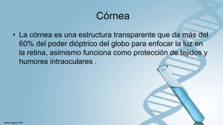 Córnea
• La córnea es una estructura transparente que da más del
60% del poder dióptrico del globo para enfocar la luz en
la retina, asimismo funciona como protección de tejidos y
humores intraoculares .
 