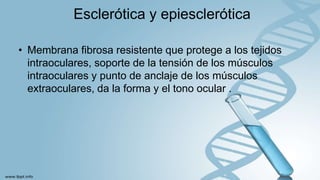 Esclerótica y epiesclerótica
• Membrana fibrosa resistente que protege a los tejidos
intraoculares, soporte de la tensión de los músculos
intraoculares y punto de anclaje de los músculos
extraoculares, da la forma y el tono ocular .
 
