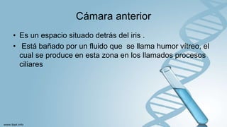 Cámara anterior
• Es un espacio situado detrás del iris .
• Está bañado por un fluido que se llama humor vítreo, el
cual se produce en esta zona en los llamados procesos
ciliares
 