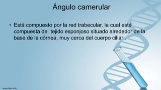 Ángulo camerular
• Está compuesto por la red trabecular, la cual está
compuesta de tejido esponjoso situado alrededor de la
base de la córnea, muy cerca del cuerpo ciliar .
 
