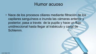 Humor acuoso
• Nace de los procesos ciliares mediante filtración de los
capilares sanguíneos e inunda las cámaras anterior y
posterior, pasa a través de la pupila y hace un flujo
unidireccional hasta llegar al trabéculo y canal de
Schlemm.
 