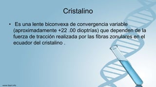 Cristalino
• Es una lente biconvexa de convergencia variable
(aproximadamente +22 .00 dioptrías) que dependen de la
fuerza de tracción realizada por las fibras zonulares en el
ecuador del cristalino .
 