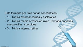 Está formada por tres capas concéntricas:
• 1 . Túnica externa: córnea y esclerótica
• 2 . Túnica media o vascular: úvea, formada por el iris
cuerpo ciliar y coroides
• 3 . Túnica interna: retina
 