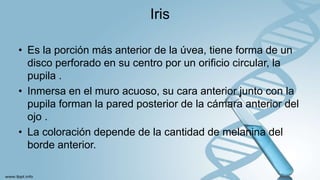 Iris
• Es la porción más anterior de la úvea, tiene forma de un
disco perforado en su centro por un orificio circular, la
pupila .
• Inmersa en el muro acuoso, su cara anterior junto con la
pupila forman la pared posterior de la cámara anterior del
ojo .
• La coloración depende de la cantidad de melanina del
borde anterior.
 